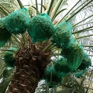 پنگ پوش خرما کیسه محافظ خرما بسته 50عددی