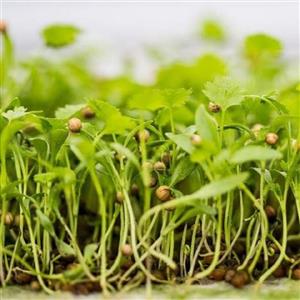 بذر میکروگرین گشنیز 20گرمی