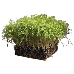 بذر میکروگرین شوید 20 گرمی