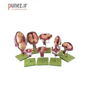 مولاژ مدل سری مراحل حاملگی - 8 قسمتی کد 47