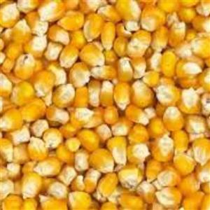ذرت درجه یک پاپ کورنی حداقل سفارش پنج کیلو