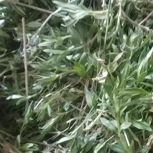آویشن 1401
