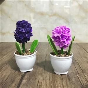 گل سنبل (گل چینی )