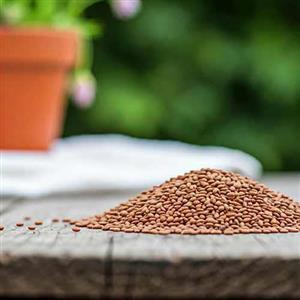 کنجد قهوه ای بذرک