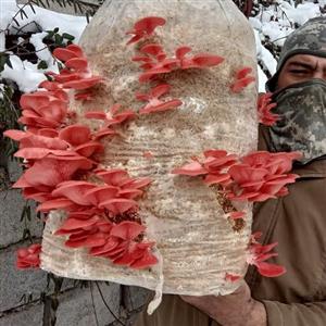 بذر قارچ صدفی  صورتی  سالمون 1200 گرمی