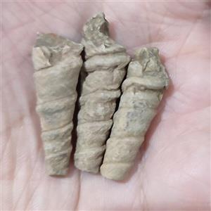 سنگ عرج سواحلی اصل