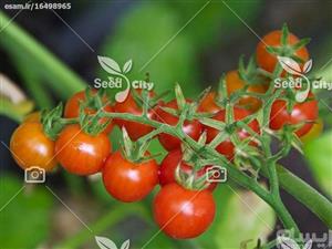 بذر گوجه چری قرمز cherry tomato 