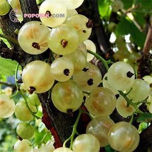 نهال انگور فرنگی سفید شیشه ای وایت کارنت White Currant Berry Bush (Ribes White Pearl)