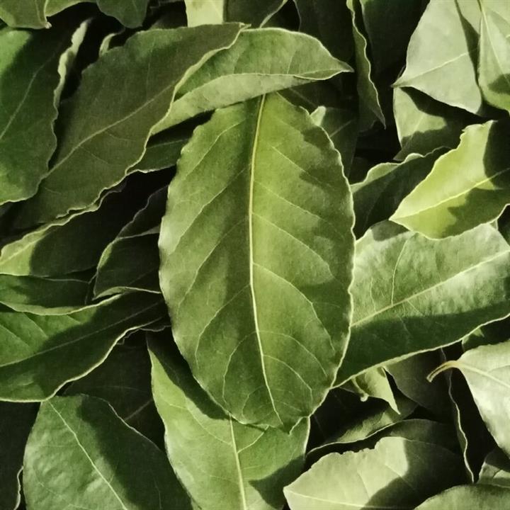 برگ بو فله ای