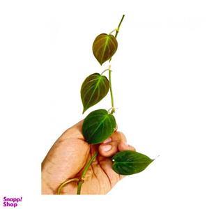 گیاه اسکاندیس ابلق