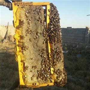 عسل  چند گیاه سبلان مستقیم از زنبوردار