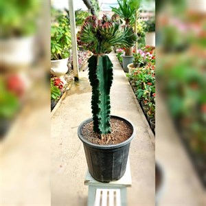 کاکتوس دفرمه پیوندی زیبا با پایه کاکتوس چرمی با ارتفاع حدود 40 سانتی متر