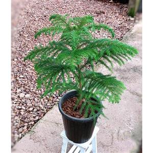 گیاه کاج مطبق بلژیکی گیاه آپارتمانی بسیار زیبا و مقاوم با ارتفاع حدود 50 سانت