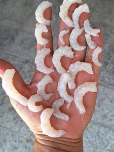 فیله ی میگو سایز درشت پاک شده بسته بندی شده رگ گیری شده