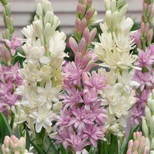 عطر گل مریم اعلا Polianthes tuberosa حجم 5 میل