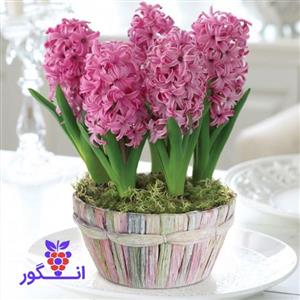 گلدان بزرگ سنبل برای عید نوروز 5 عددی