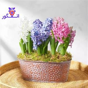 دسته گل بهار آمد