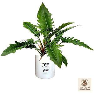 گل طبیعی فیلودندرون کنگره ای تافکو کد 2037