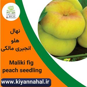 نهال هلو انجیری مالکی بشقابی کد k50