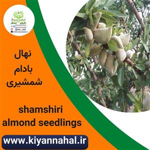 نهال بادام شمشیری کد k700