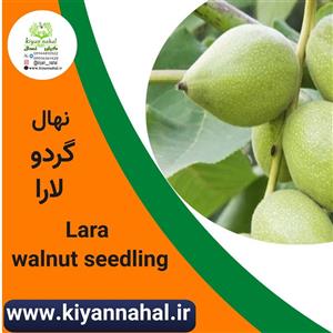 نهال گردو لارا