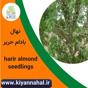 نهال بادام حریر کد k8000
