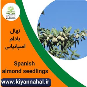 نهال بادام اسپانیایی کد k8000