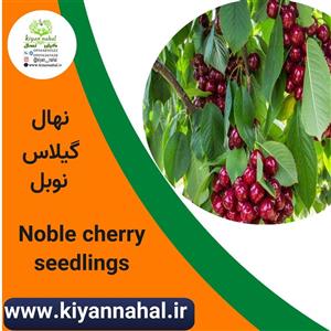 نهال گیلاس نوبل کد k66