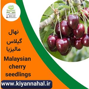 نهال گیلاس مالزیا کد k77