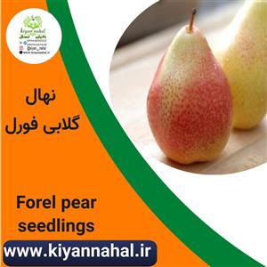  نهال گلابی فورل کد k88
