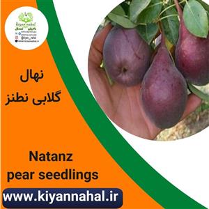 نهال گلابی نطنز کد k99