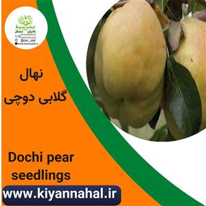 نهال گلابی دوچی کد k222