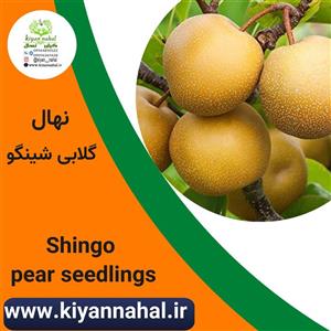 نهال گلابی شینگو کد k333