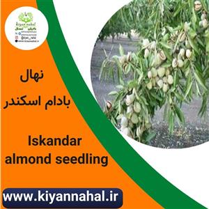 نهال بادام اسکندر کد k444