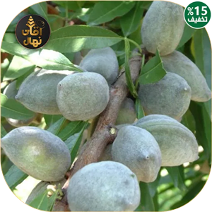 نهال بادام فرانیس کلون 435(ارسال پنج عدد به بالا)
