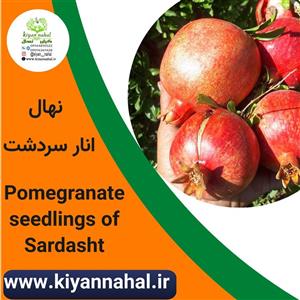 نهال انار سردشت k7700
