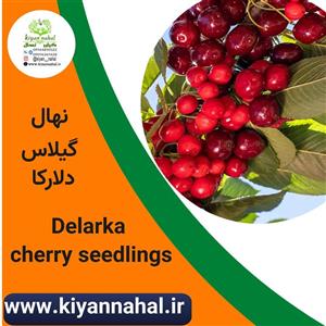 نهال گیلاس دلارکا k9900