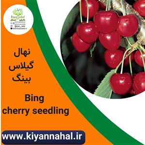 نهال گیلاس بینگ k11