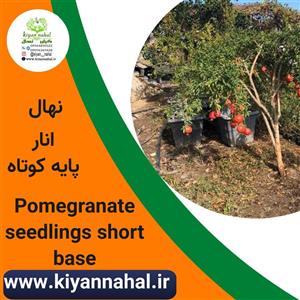 نهال انار پایه کوتاه k66
