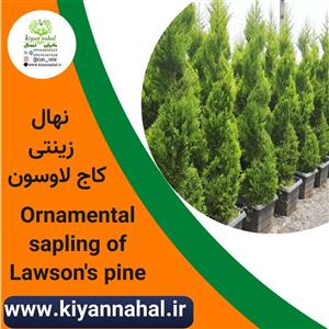 نهال کاج لاوسون k66