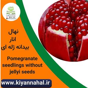 نهال انار بیدانه ژله ای k77