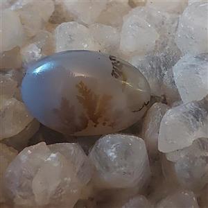 نگین شجر تک درخت پاییزه فاخر و کلکسیونی با شاخه های سوزنی