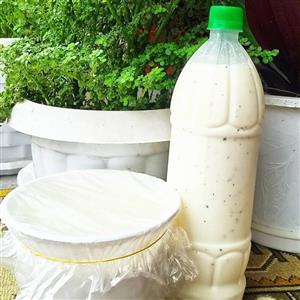 پک 5 لیتری دوغ گوسفندی عشایر  سنگسر سمنان ترش و غلیظ کاملا طبیعی و 100% تضمینی(5 بطری یک لیتری)(اعلا)