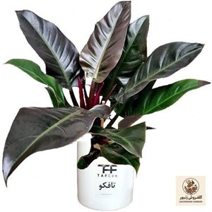 گل طبیعی فیلودندرون بلک تافکو کد 2038