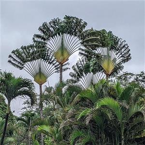 بذر درخت نخل مسافر Ravenala Madagascariensis 