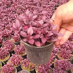 گیاه آلترناترا گیاهی با برگ های بنفش