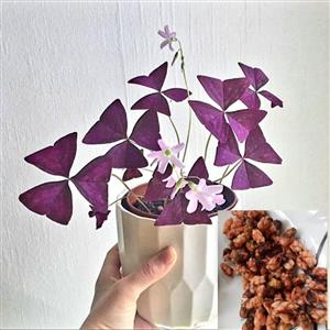 پیاز اگزالیس بنفش بسته 15عددی