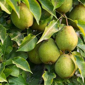 نهال گلابی 4 ساله (خوج)
