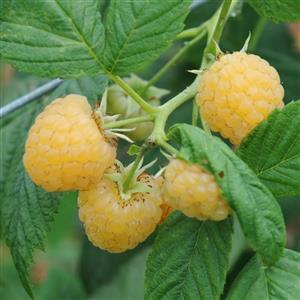 بذر گیاه رزبری زرد طلایی (Golden Yellow raspberry)