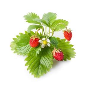 بذر گیاه توت فرنگی (Strawberry Plant)